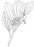 Australian Bush Plant Usage - Wild Cherry - Celtis Phillippensis - Pen And Ink